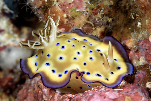 Sea slug